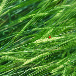 View of ladybug on plant