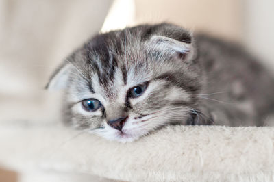 Close-up portrait of a cat