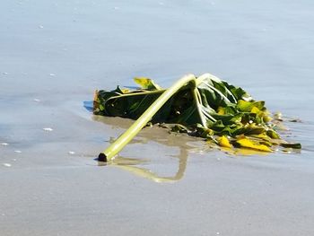 Close-up of flower on sand