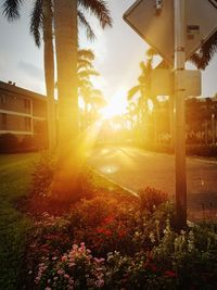 Trees against sky during sunset