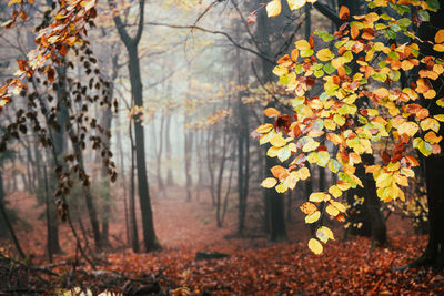 Trees growing in forest during autumn