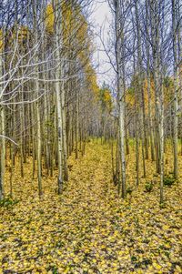 Trees on field