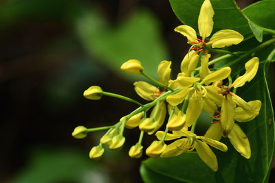 Close-up of yellow flowering plant