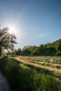 Scenic view of field against bright sun