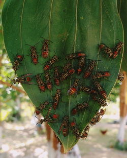 Close-up of insect on plant