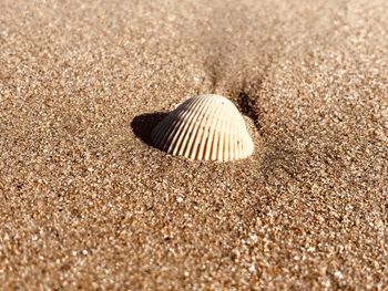 Close-up of shell on sand