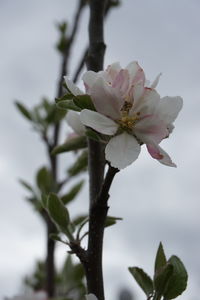 Close-up of white flowers blooming on branch