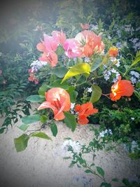 Close-up of orange flowering plant