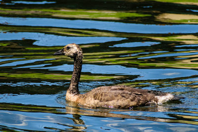 View of duck swimming in lake