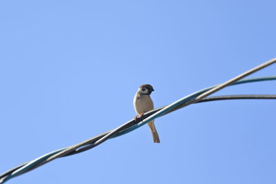 Low angle view of bird perching on cable against sky