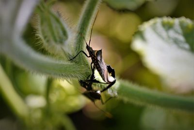 Close-up of leaf footed bug on host plant