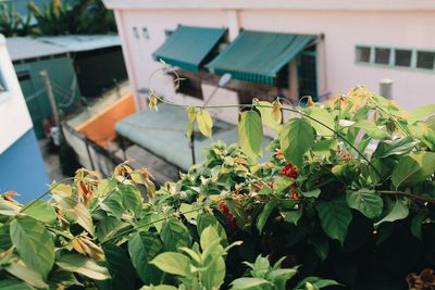 Close-up of plant against building