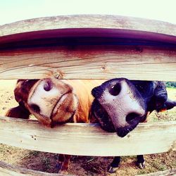 Close-up of dog resting