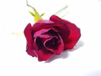 Close-up of red rose against white background