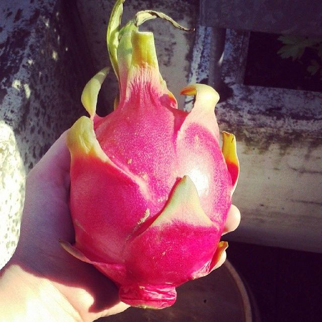 flower, petal, flower head, fragility, pink color, freshness, close-up, rose - flower, yellow, single flower, nature, indoors, beauty in nature, plant, vase, high angle view, wall - building feature, focus on foreground, day