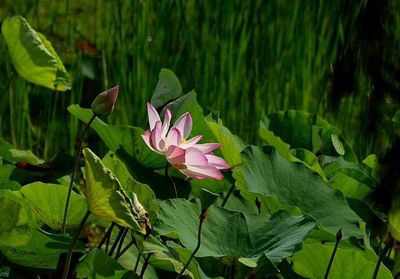 Close-up of pink flower