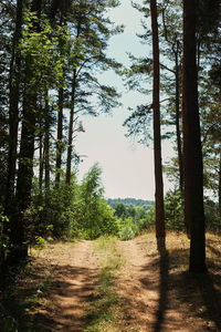 Dirt road amidst trees in forest