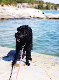 Dog looking at camera
