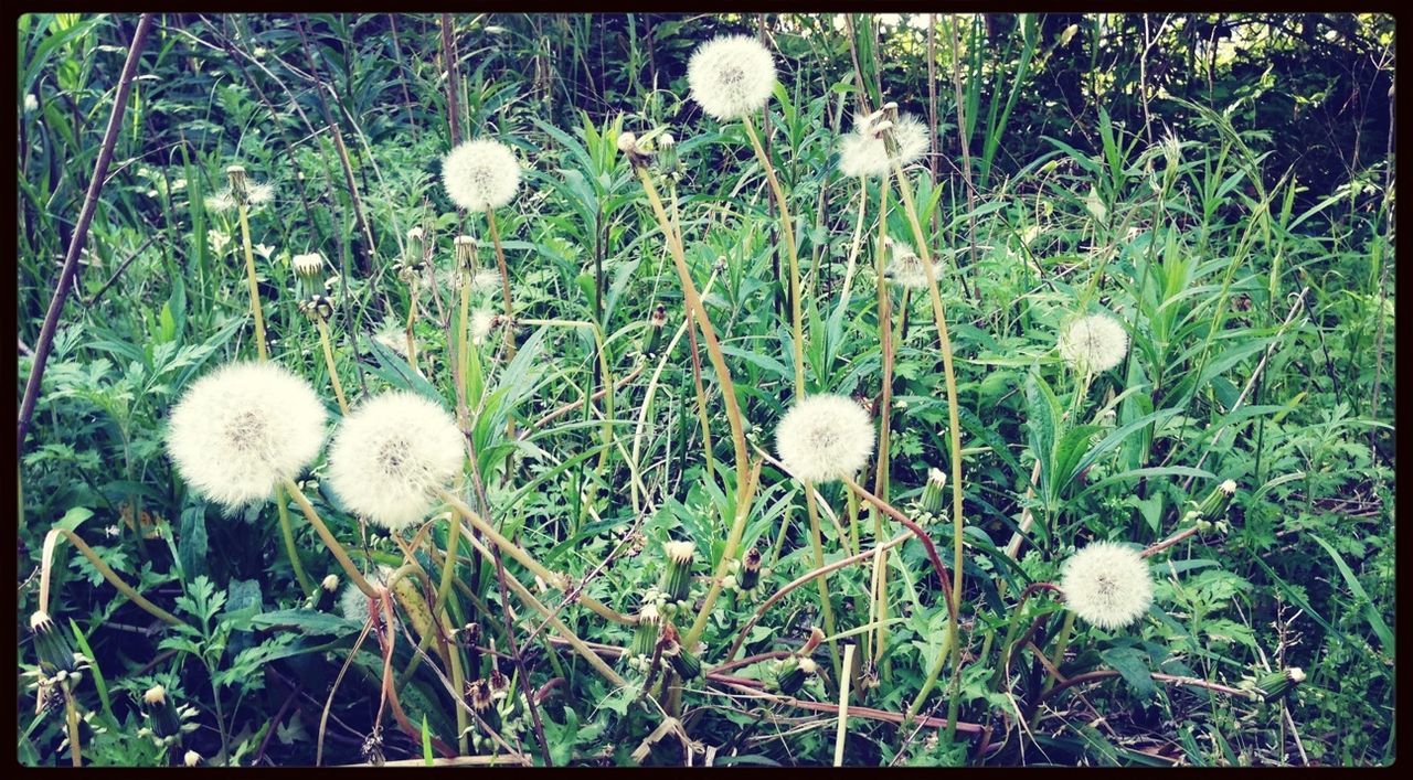 growth, flower, white color, fragility, grass, freshness, field, nature, beauty in nature, plant, transfer print, uncultivated, wildflower, high angle view, auto post production filter, close-up, flower head, dandelion, green color, day