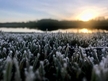 Close-up of frozen plants on land during sunset
