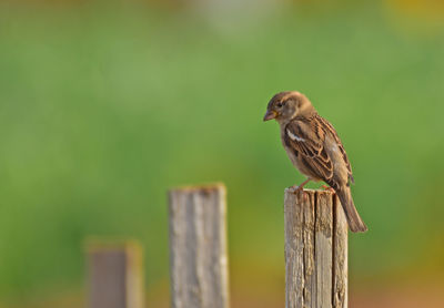 Bird perching on wooden post