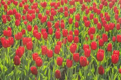 Many varietal red tulips in city park. beautiful tulip flower in the garden at summer day