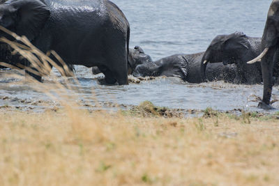 Elephants walking in river