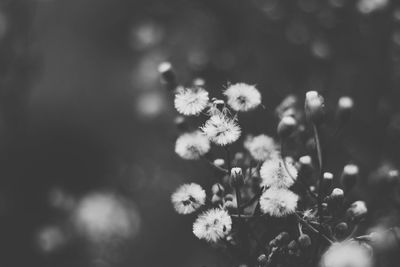 Close-up of flowers blooming outdoors