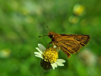 Close-up of butterfly pollinating on flower