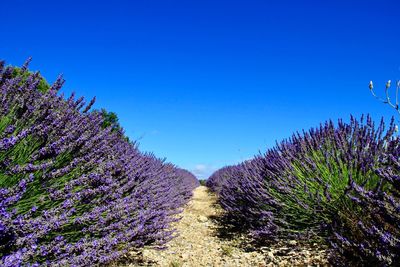 Scenic view of flowering plants against clear blue sky