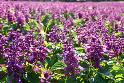 Close-up of purple flowering plants on field