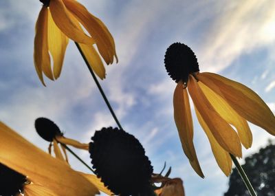 Close-up of yellow flower