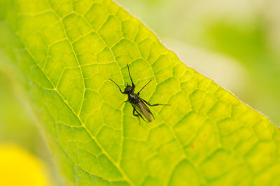Close-up of insect on leaf
