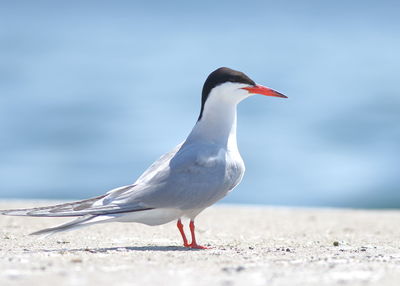 Close-up of seagull on beach