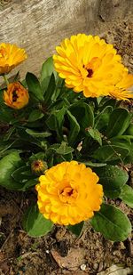 High angle view of yellow flowering plant