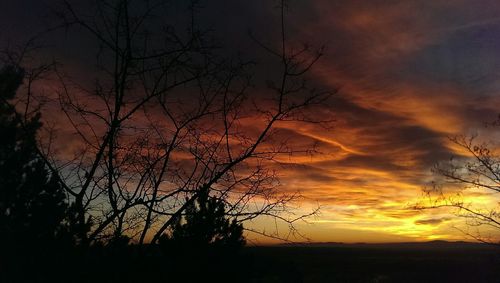 Silhouette bare tree against orange sky