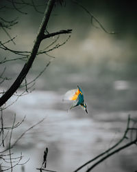 Low angle view of bird perching on tree