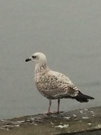 Close-up of bird perching outdoors