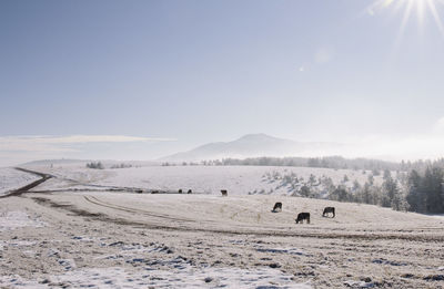 Cows on snow covered field against sky