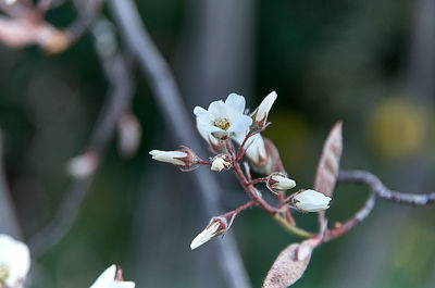 Close-up of cherry blossom on tree