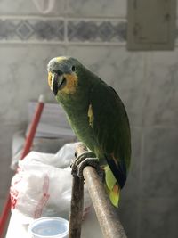 Close-up of parrot perching on wall