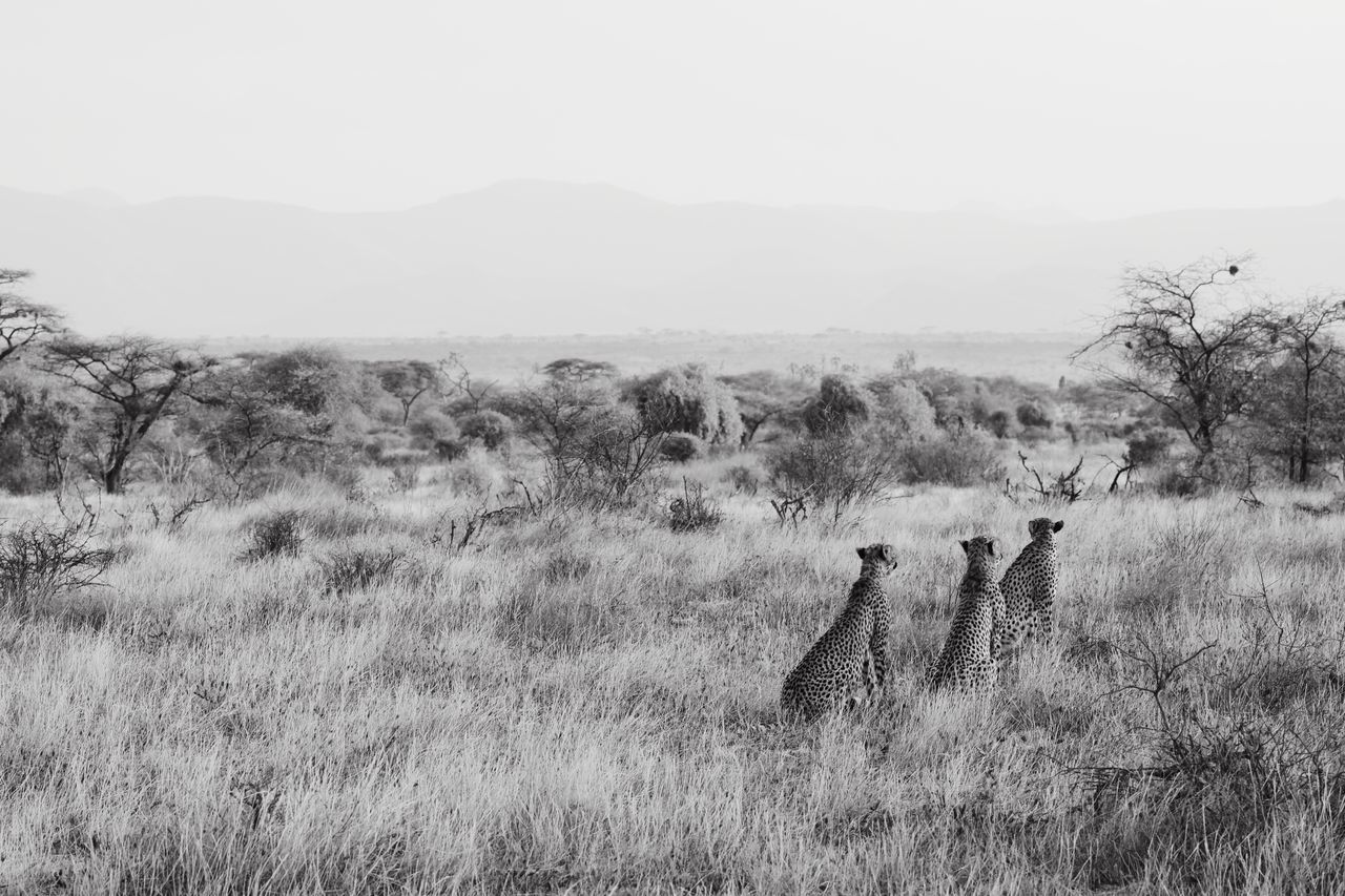 environment, land, landscape, field, plant, sky, grass, mammal, animal, nature, animal themes, group of animals, vertebrate, day, no people, animals in the wild, tranquility, animal wildlife, domestic animals, tranquil scene, outdoors, herbivorous