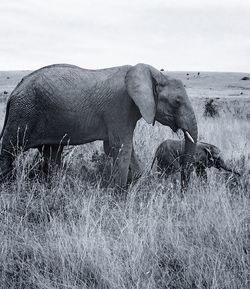 Elephant on field against sky