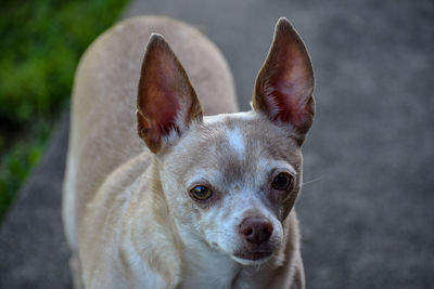 Close-up portrait of a dog