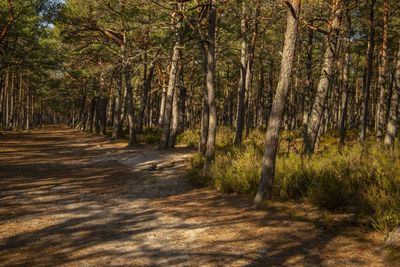 Pine trees in forest