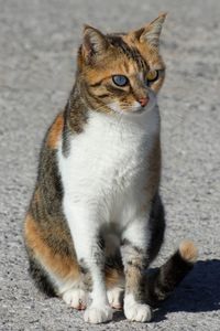 Portrait of cat sitting outdoors