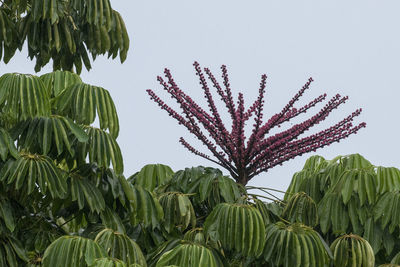 Low angle view of palm trees against sky