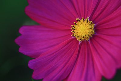 Close-up of pink flower blooming outdoors