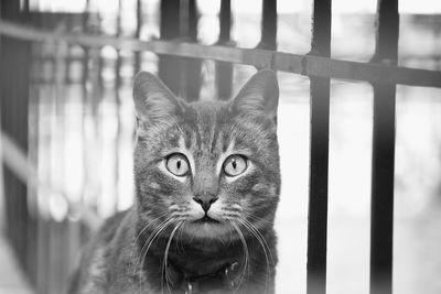 Portrait of cat in cage