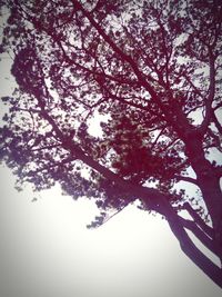 Low angle view of trees against sky